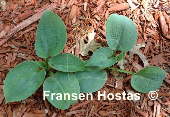 Hosta Love In The Afternoon